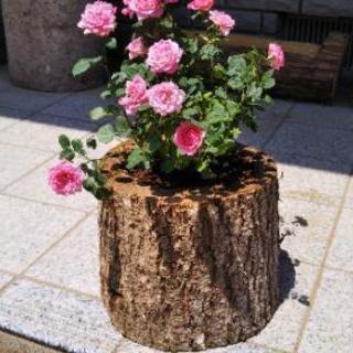 癒やしの切り株。ログプランター（丸太植木鉢）。縦型。アウトレット...