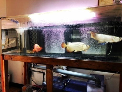 1800×600×600オーバーフロウ、生体セット