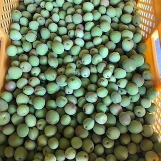 小粒南高梅 S サイズ 農薬なし オーガニック 1キロ 800円