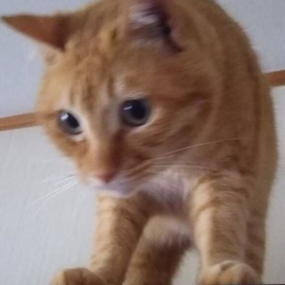 甘えん坊トラちゃん雄