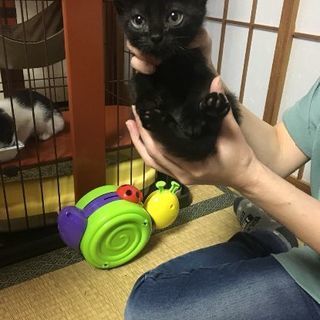 4月8日生まれの黒猫ちゃん！