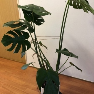 モンステラ