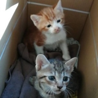 生後1ヶ月過ぎの茶トラ(♂)とキジ柄(♀)の猫ちゃんの里親募集！...