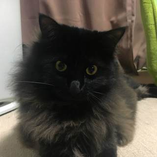 【愛媛県松山市および周辺】猫飼いたい方募集