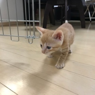 仔猫の里親募集