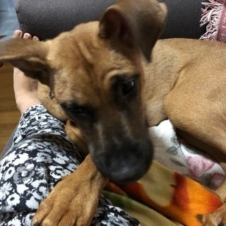 屋久島犬5ヶ月男の子です - 里親募集
