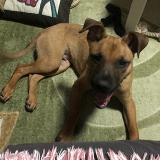 屋久島犬5ヶ月男の子です − 神奈川県