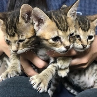 里親になって下さい