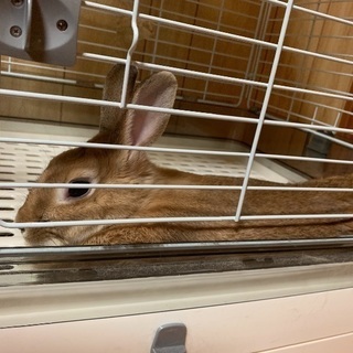 急募！ウサギの里親募集