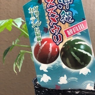 スズメウリ3ポット  ￥100