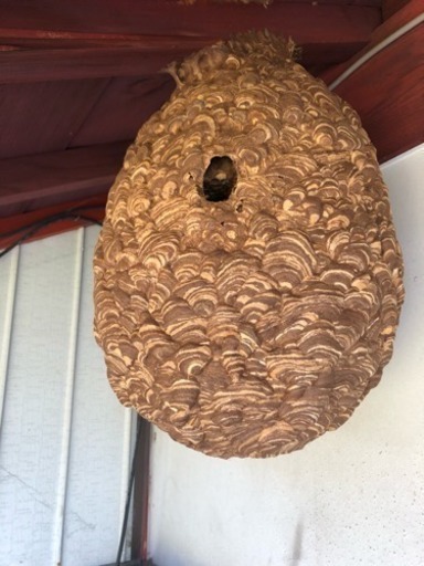 スズメバチの巣