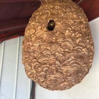 スズメバチの巣