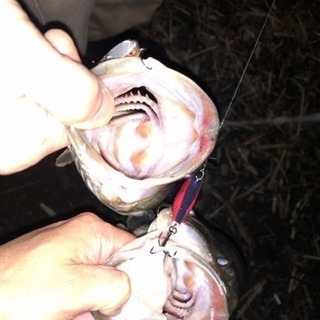 バス釣り行きませんか？