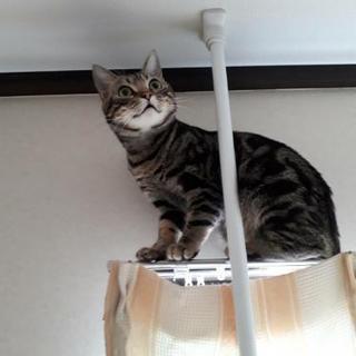 里親さん募集のお願い(再募集開始)