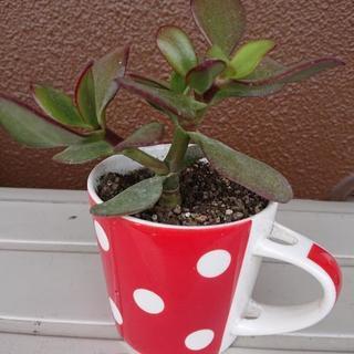 多肉植物 金のなるき  マグカップ 赤ドット
