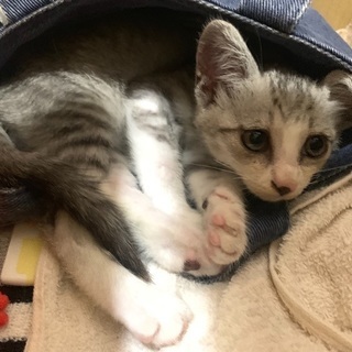 子猫の里親募集 − 沖縄県