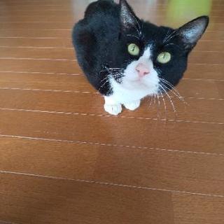 1～2才のハチワレ君
