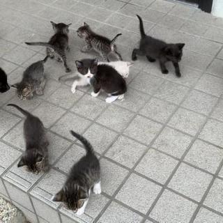 子猫ちゃん10匹 ありがとうございました。