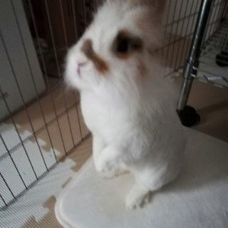 ライオンうさぎの男の子　ケージなど一式