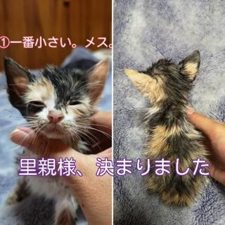 捨てられていた４兄妹。生後１ヶ月半ぐらい。