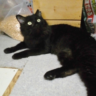  里親さま決定！　ゴミを漁っていた元飼い猫★今度こそ幸せに 黒毛（和牛）♂  推定５歳前後 - 熊谷市