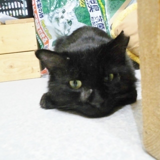  里親さま決定！　ゴミを漁っていた元飼い猫★今度こそ幸せに 黒毛（和牛）♂  推定５歳前後 - 猫