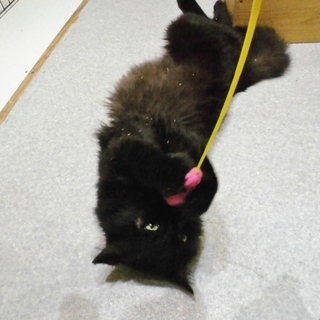  里親さま決定！　ゴミを漁っていた元飼い猫★今度こそ幸せに 黒毛（和牛）♂  推定５歳前後 − 埼玉県