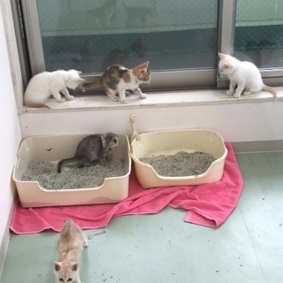 保健所からレスキュー！🐱生後2カ月位の可愛い子猫達がご縁を待って...