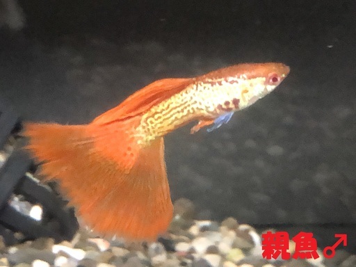 フルレッド・RREAレッドレースコブラ・メドューサ・コーラル・所沢・ノーマルドイツイエロー