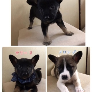 保健所からレスキュー🐶子犬4匹♂♀家族を待っています🍀会いに来て...