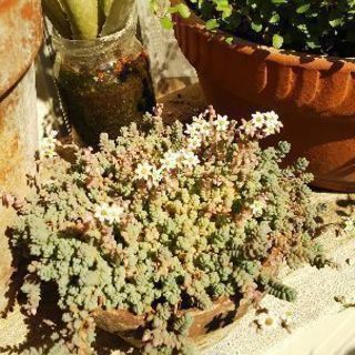 多肉植物 その21の画像