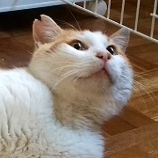 人間大好き、茶色のはちわれ君