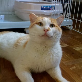 人間大好き、茶色のはちわれ君 - 猫