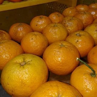 夏みかん　季節物　マーマレード　5月25日収穫「1ヶ月くらは日持...