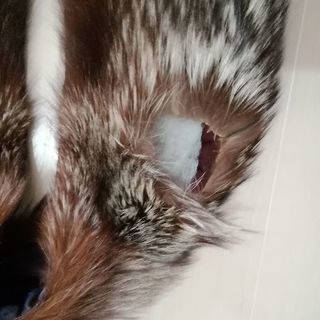 シルバーフォックス🦊本物の、はずです。の画像