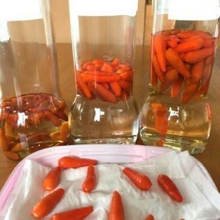 島唐辛子🌱コーレーグース作りませんか？　　根張り良く育ち始めてい...