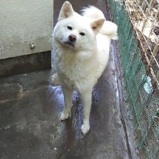 秋田犬の女の子です。