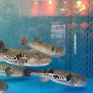 アルバイト募集☆とらふぐ亭 大宮店の画像