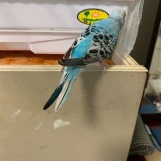 セキセイインコ探してます