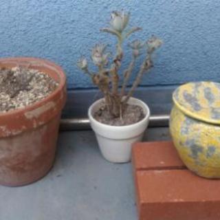 植木鉢の画像
