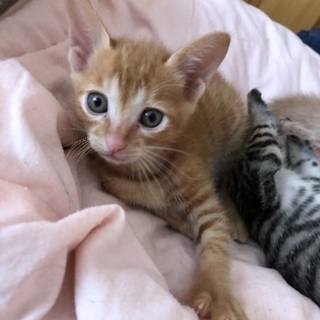 生後1ヶ月半子猫の画像