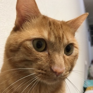 茶トラの元気な男の子２歳です！新しいお家が決まりました！