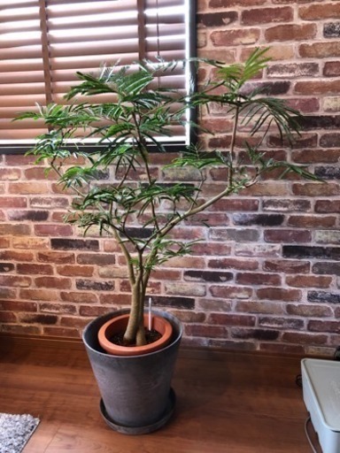 エバーフレッシュ ACTUS購入品