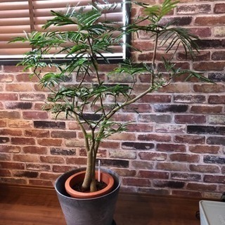 エバーフレッシュ ACTUS購入品