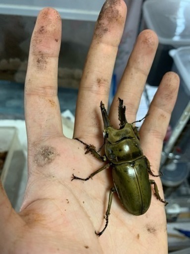 ババオウゴンオニクワガタ