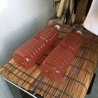 自家培養したPSB  500mlの画像
