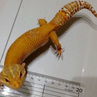 レオパ2匹お譲りします（ヒョウモントカゲモドキ） - その他