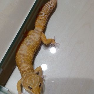 レオパ2匹お譲りします（ヒョウモントカゲモドキ） - 甲府市