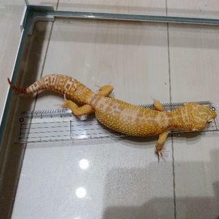 レオパ2匹お譲りします（ヒョウモントカゲモドキ）