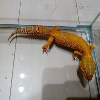 レオパ2匹お譲りします（ヒョウモントカゲモドキ） − 山梨県